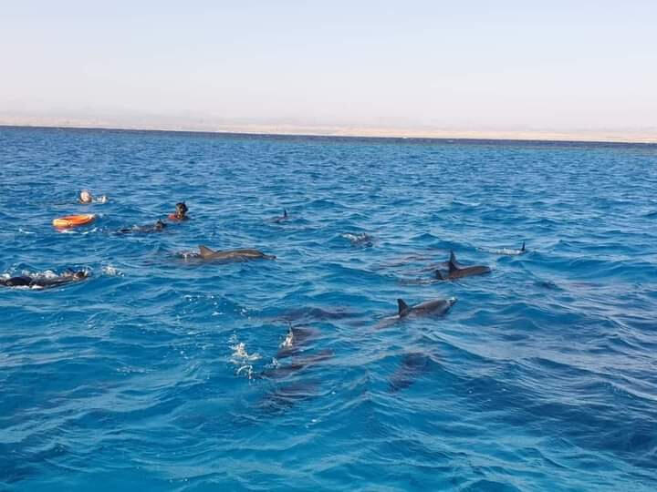 Dolphins